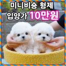 댕댕이 애견샵 | 포항애견샵 후기 좋은 강아지분양 테디럽