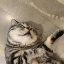 고양이네 생선가게 이미지