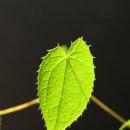 삼지목장 이미지