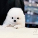 해피애견타운 분당판교점 이미지