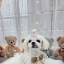 밀리아 펫살롱 이미지