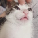 룰루버디 이미지