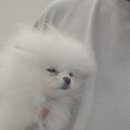 댕댕프렌즈 이미지