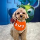 동그라개 이미지