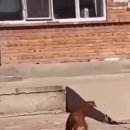 최진사댁셋째닭