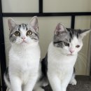 라마지샤 이미지