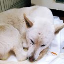 인제종합동물병원 이미지