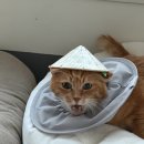 이개 내고양이 | 고양이 만성 구내염 인터페론 주사 1회차 후기