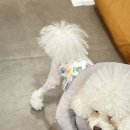 매너독 라이프 네이버블로그