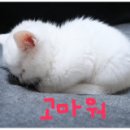 왕약국 이미지