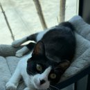 콩이카센타 이미지