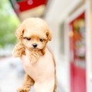 타이니퍼피 강아지분양 고양이분양 서울송파 | 타이니푸들분양 타이니푸가격 겟레디윗미