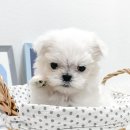 날 데려가주 개 이미지