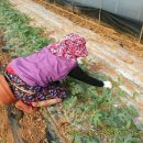 황토골농장 이미지