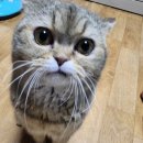 가득한떡시루 이미지