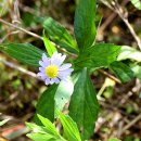 쑥부쟁이 이미지