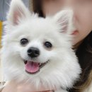 페따미꼬 이미지