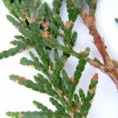 Thuja blight[측백나무 잎마름병] 이미지