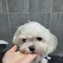 코코 SALON 네이버블로그