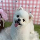 당진애견미용학원