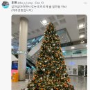 제주공항 트리 이미지