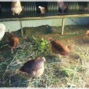 송승현농장 이미지