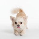 플레이 바우 이미지