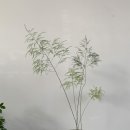 리피스튜디오