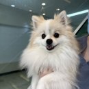 압구정웰동물병원 | 생일 기념 강아지 건강검진 | 압구정 웰동물병원 후기 :)