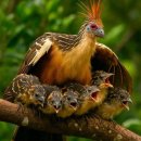 입큰개구리 이미지