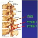 답답한 목.... 경추후관절 협착??? Facet joint 이미지