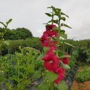 꽃지비치하우스 이미지