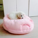 댕댕이아지트 이미지