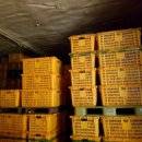 양구살수 이미지