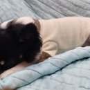 행복한요나네 이미지