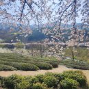 살아생전꼭먹어봐야하는은성식당 | 경상남도 1박2일 여행 하동 화개장터 벚꽃축제 → 남해 설리청사포 봄여행지 추천