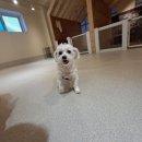 멍치원 | 멍치원 후기｜광안애견호텔에서 베리 호텔링한 이야기