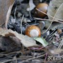 올레선물의집
