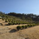 일산수목장