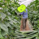 개령농장 네이버블로그