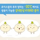 법인초이스팜