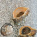 돌게민박 이미지