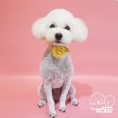 강아지미용실502 이미지