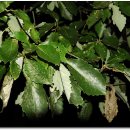 영풍 병산리 갈참나무 이미지