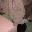 백조다방 네이버블로그