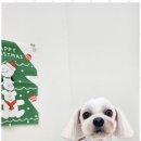 미소애견샵 이미지