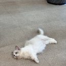 고양이 주택 네이버블로그