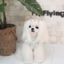 플라이플라잉 이미지