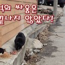 두 녀석의 싸움은 아직 끝나지 않았다 이미지