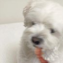 똘이엄마수제간식 이미지